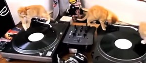 CatVideoFest 2025 Returns with More Than 200 Funny Felines Being Naughty – Watch Trailer