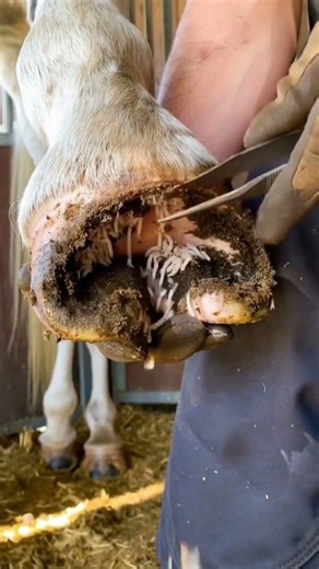 Severely Neglected Horse Hoof Cleaning | Larvae Removal” #hoofcleaning #hoofcleaning #farrier #hoof