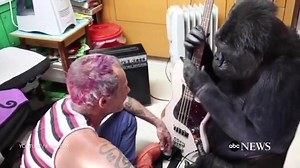 1.3M views · 15K shares | Red Hot Chili Peppers bassist Flea teaches Koko the Gorilla how to play the bass guitar. | ABC News | Facebook