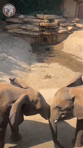 Two elephants fighting each other 🐘🐘 | Amazing moment! #elephant #shorts