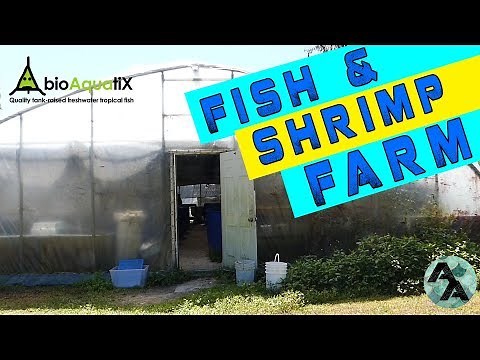 Fish Farm Tour! Bioaquatix in Florida