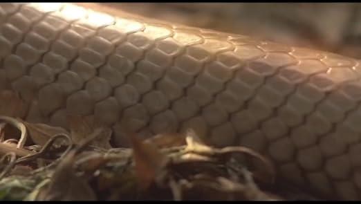 3 IN 1 Remote Control Boat