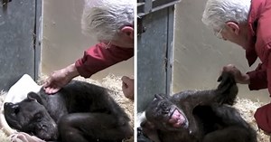 59-Year-Old Dying Chimp Refuses Food, But Then She Recognizes Her Old Caretaker’s Voice
