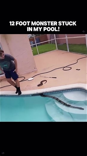 Giant Snake Found in Pool in Florida