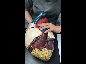 Heart external features