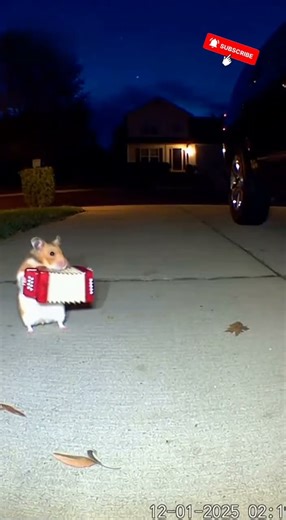 A hamster playing music with an accordion