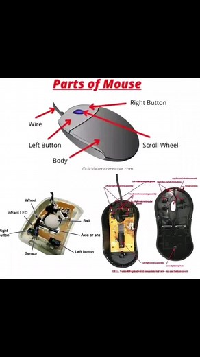 Computer Mouse Parts Names