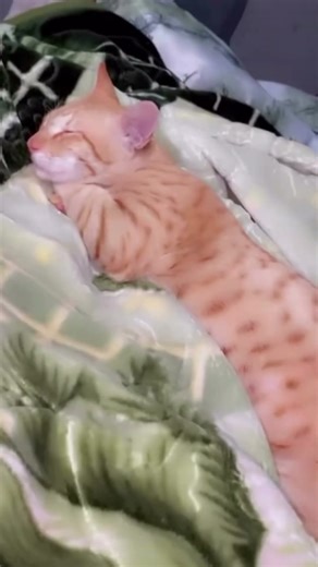 Preety little baby 🐈🫶🏻