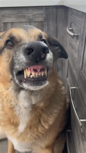 A new flavor experience with pineapple! Watch as we unlock this fresh taste and see how it stacks up. 🍍✨ #pineapple #fyp #foryou #tastetest #foodie #foodlover #newflavors #tastechallenge #yum #foodieadventures | Django Smiles & Friends