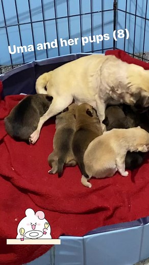 3.5K views · 256 reactions | Uma was an impounded stray we rescued; imagine our surprise as her tummy started to grow. Fast forward to 12/29 when she gave birth to 8 beautiful pups! DNA pending. All these babies wanna do is CHOW DOWN. Poor Uma. | Pug Nation Rescue of Los Angeles | Facebook
