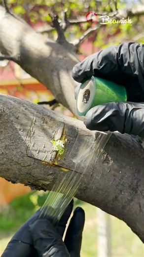 Grafting Method on Guava Tree 🌳🍈 #grafting #simple #guava #tree