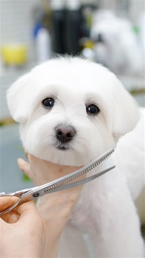 This Puppy Got a Haircut… and Became a Teddy Bear 🧸✂️🐶