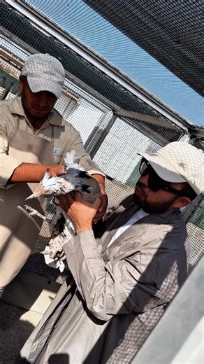 ferrum_customs on Instagram: "📍Navoi: Qush yetishtrish markazi..."