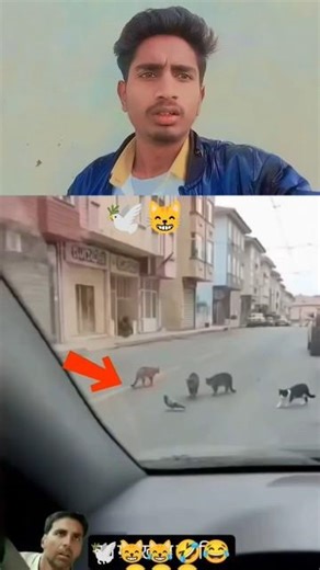 kabootar ki video 😭💔😸🕊️#pigeon #birds #animals #pets #attitude#pigens #bird #kabootar#pyra