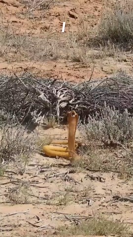 I saw a squirrel meet a cobra 🐿️🐍