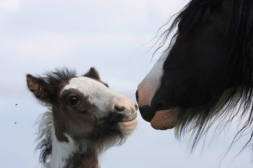 Wann würdet ihr euer Pferd anreiten? 🐎✨ #fyp #foryou #foryoupage #viral #trending #reels #schecke #fohlen #jährling #tinker #stute #support #tiktokpferd #horselove #horsevibes #pferdeglück #seelenpferd #horseaddict #naturelove #outdoorlife #slowmotion #aesthetic #reiten #reitsport #dressur #springen #freizeitreiter #reiterleben #reitliebe #training #reittraining #horsepower #workinghorse #pferd #pferde #horsesofinstagram #horsevideo #horse #horselife #equestrian #equestrianlife #instahorse #hor