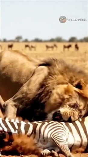 🦁 Eyes of the Hunter: The Intense Gaze of an African Male Lion