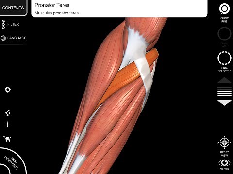 Pronator Teres muscle - 3D Anatomy - origin insertion