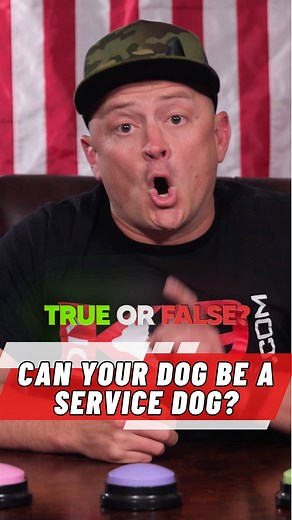 Think your dog can’t be a service dog because of its breed? Think again. The ADA doesn’t restrict service dogs by breed — it’s all about training, temperament, and task performance. If you want to learn how to train your dog from Zero to Hero... Comment "DECODED" to get access to our FREE COURSE or click this link: https://bit.ly/oi_fb Also, check out the full episode on our Channel by clicking the Related Video, and check out DIYK9.com for all of our courses, recommendations, links, and more. #