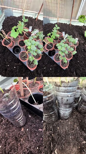 Very leggy seedlings 🌱 Water bottles are the perfect length to transplant my leggy okra’s and watermelon seedlings. #babyokra #watermeloen🍉 #homegrown #organicgarden #fyp