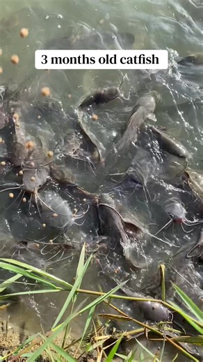 Catfish Farming Insights: Tips and Techniques