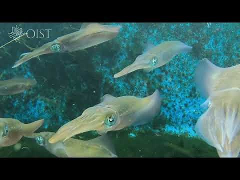 Color Changing Squid Footage