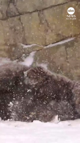 Bear enjoys fresh snowfall at Chicago zoo