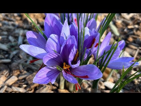 How to Grow Saffron in Zone 6 & Above | From Planting to Harvest