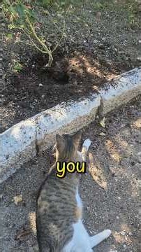 I may our cat owe Gaïa an apology.🐈🐾