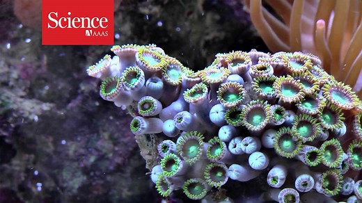 How corals build their skeletons: http://scim.ag/2sa5n5O | News from Science