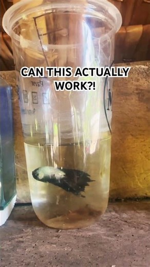 World’s Smallest Aquarium? Fish in a Cup Experiment 🐠