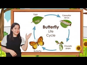 Butterfly Life Cycle|| Video Lesson|| Elementary Grades|| Kids Video|| Educational|| Tr. Alpha