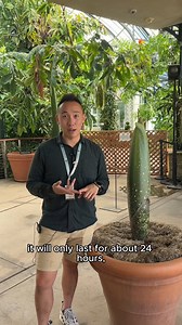 3.3K views · 80 reactions | Wondering what makes a Corpse Flower so special? Our curator Brandon can tell you ✔️ Watch our 22nd Amorphophallus titanum plant grow via live stream, and check out our Instagram Stories to submit your best name ideas!  https://bit.ly/3qqTqJj | The Huntington Library, Art Museum, and Botanical Gardens | Facebook