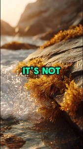 72 reactions · 8 comments | We only use wildcrafted, ocean-grown Sea Moss. Use code FORCE20 for 20% off your first order. https://getforceup.com/products/honduran-seamoss-pre-order?sca_ref=9197301.k4ln5T8wHCGiDcJ | Cleanse Clubs | Facebook