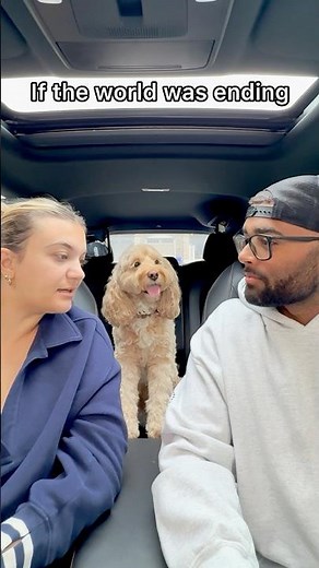 Mini Cockapoo Picks Who She Will Save Between Her Parents 😳