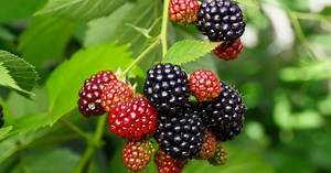 The best spring fruits to grow: Add these to your garden