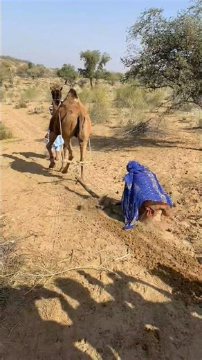 مشهدٌ صادم في الحقل: امرأةٌ تحرثُ على ظهر الجمل، فينطلق فجأةً ويجرّها على الأرض