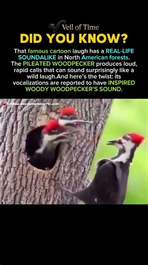 The Woodpecker That Sounds Like Woody #history #facts