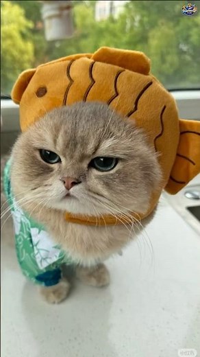 Try Not To Laugh 😂 Funniest Cat Videos Compilation 2026 | Viral Cat Fails & Cute Kittens 🐱💥