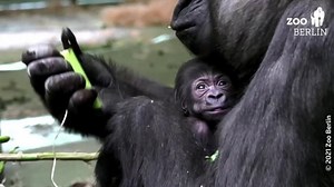 Berlin Zoo welcomes baby girl gorilla
