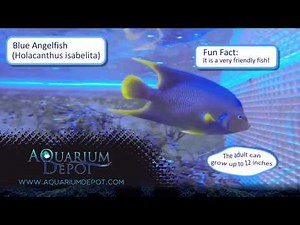 Blue Angelfish - Graceful and Beautiful