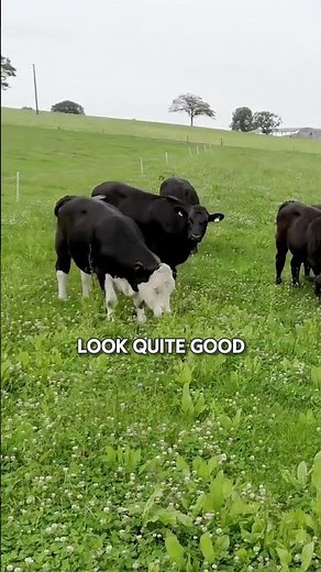 Multispecies Sward vs Perennial Ryegrass Trial