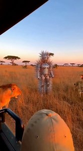 lions play with spike man | Mo bimpe