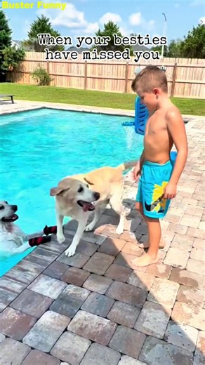 Clumsy Dog Bestie Moments You Can’t Miss – Buster’s World! Meet Buster – the clumsiest, funniest bestie you'll ever see! If laughter had four paws, it’d look like this. 🐶😂 #bustersworld | Buster Funny