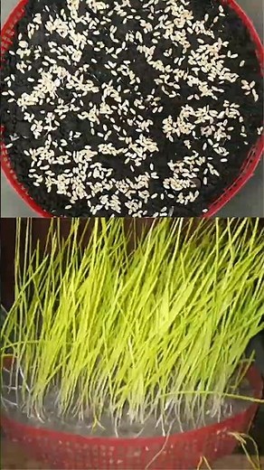 How to grow wheat in 11 days only | How propagate wheat | Fast hacks to grow wheat 🌿