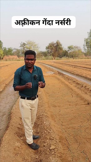 5.4K views · 60 reactions | Agrican Marigold Nursery #marigold #flowers #flowerlovers | Smart kisan | Facebook