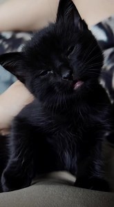 Pure darkness on the outside, pure softness on the inside ♥️ | Black Cats