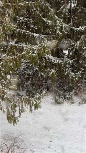 The blood curdling scream !!