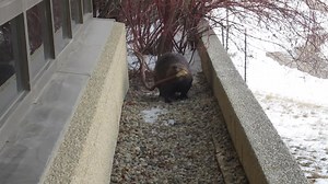 26K views · 2.1K reactions | An amazing beaver adventure! This video from back in 2021 allows you to follow the beaver we called Momma Beaver as she left the pond, headed through the woods, and went up the hill to the Cancer Centre to find a smalll tree. Momma Beaver then returned the same way to drag her prize back to the pond. Enjoy! #beavers #beaver #wildlifephotography | Mike’s photos and videos of beavers | Facebook
