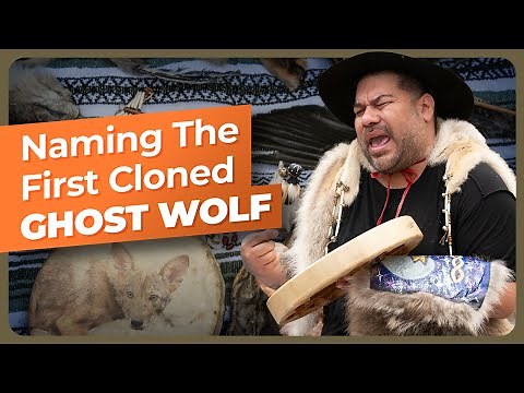 How the Red ‘Ghost’ Wolf Became the Totem Animal of the Karankawa